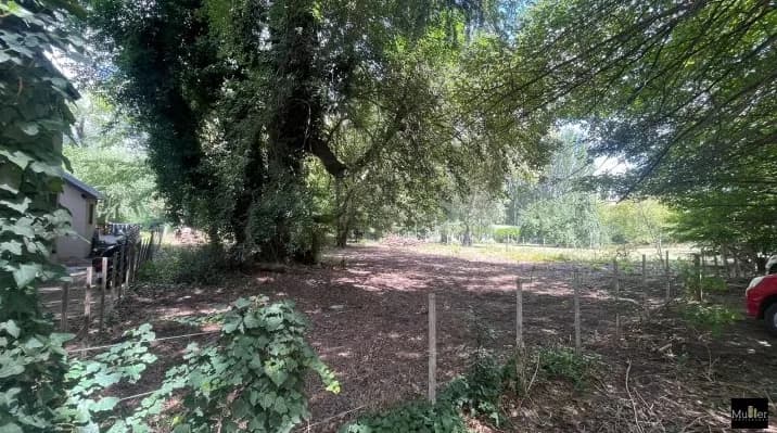 Lanza de Basto 500, Tandil